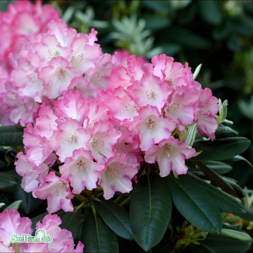 Rhododendron Fantastica