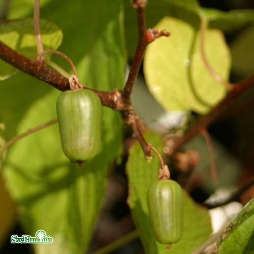 Actinidia (Minikiwi) Issai