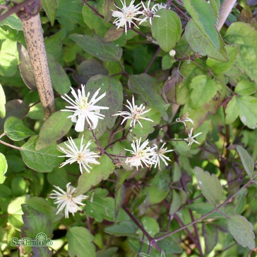 Clematis vitalba