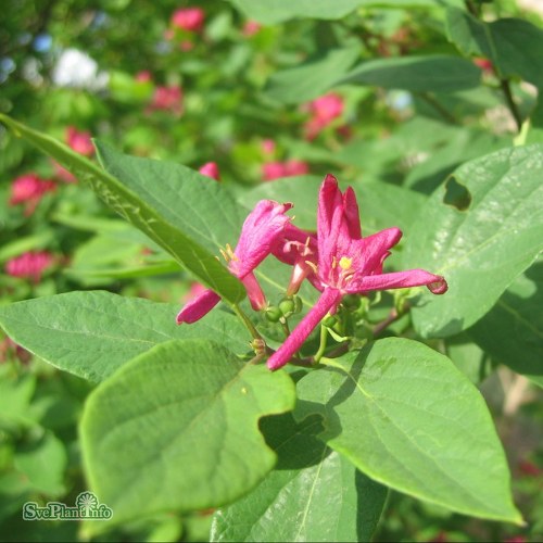 Lonicera tatarica Arnold Red
