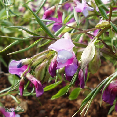 Lathyrus vernus