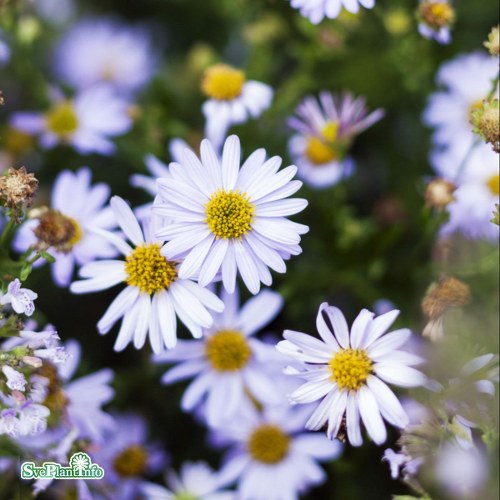 Kalimeris incisa Blue Star