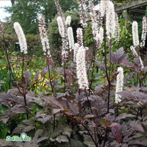 Actaea simplex Brunette