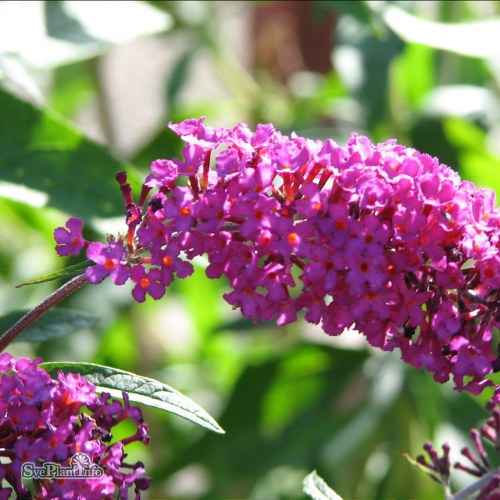 Buddleja davidii Royal Red