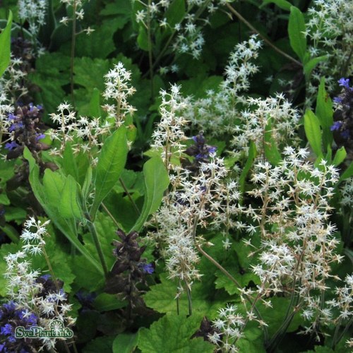 Tiarella cordifolia