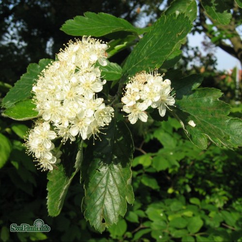 Sorbus intermedia