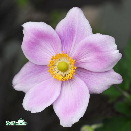 Anemone hybrida Knigin Charlotte