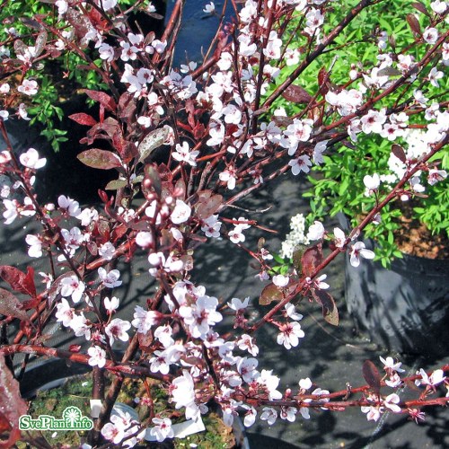 Prunus x cistena Crimson Dwarf