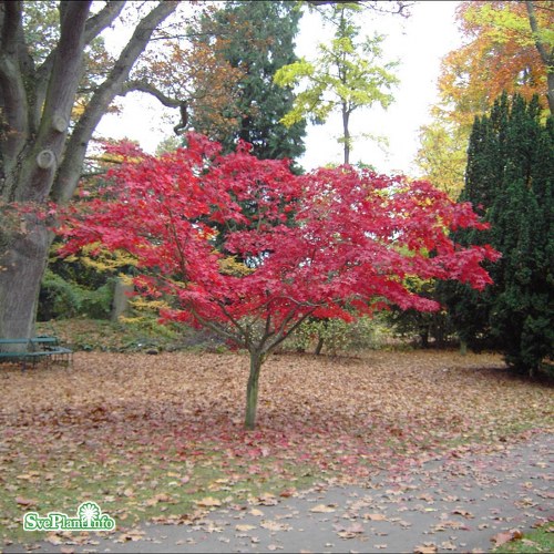 Acer palmatum Osakazuki