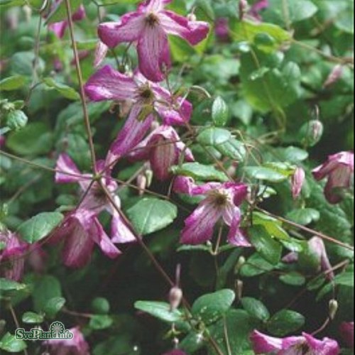 Clematis (Viticella) Minuet
