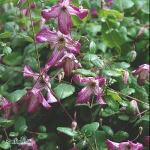 Clematis (Viticella) Minuet