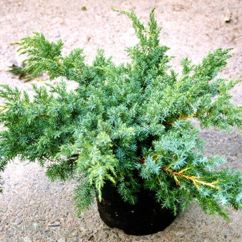 Juniperus squamata Hunnetorp