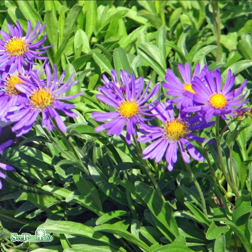 Aster alpinus Dunkle Schne