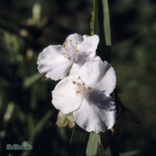 Tradescantia (Andersoniana) Innocence