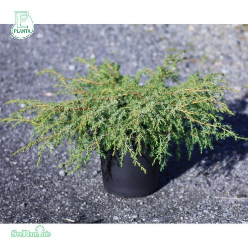 Juniperus communis NONA HUSTAD E