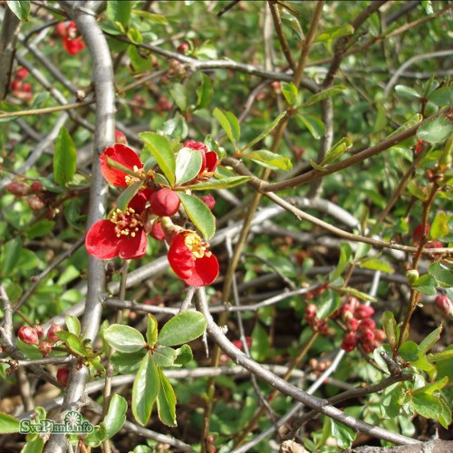 Chaenomeles  superba Crimson and Gold