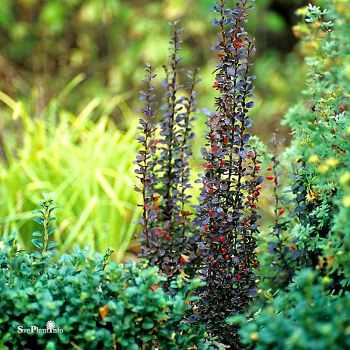 Berberis thunbergii Helmond Pillar