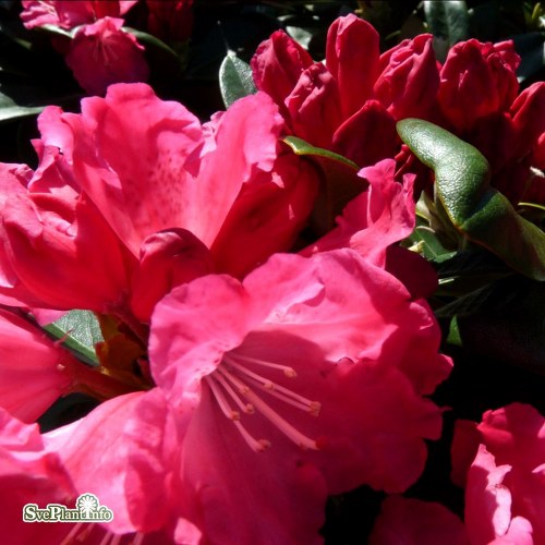 Rhododendron Morgenrot