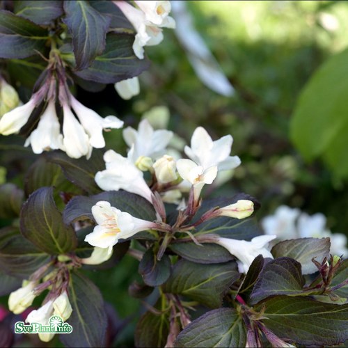 Weigela EBONY AND IVORY