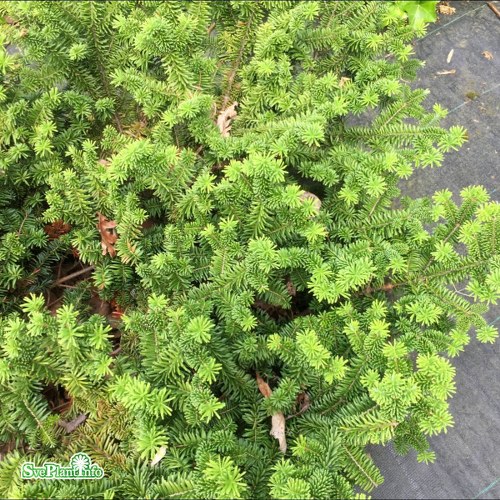 Abies balsamea Nana