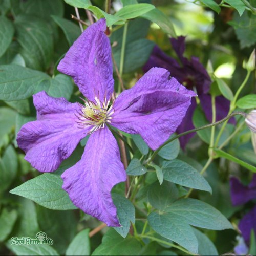 Clematis (Viticella) Polish Spirit