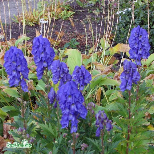 Aconitum carmichaelii Arendsii