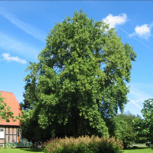 Liriodendron tulipifera