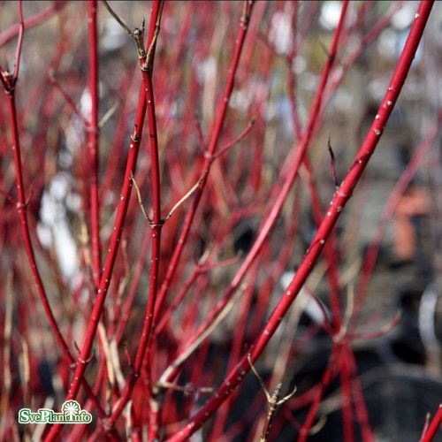 Cornus alba BATON ROUGE