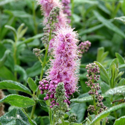 Spiraea  billardii