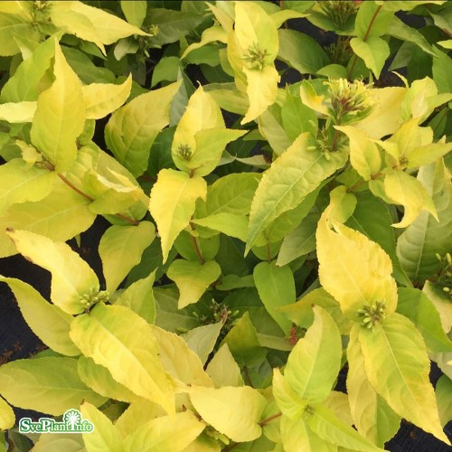 Diervilla rivularis HONEYBEE