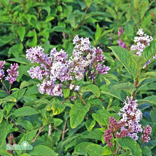 Syringa josikaea