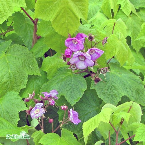 Rubus odoratus