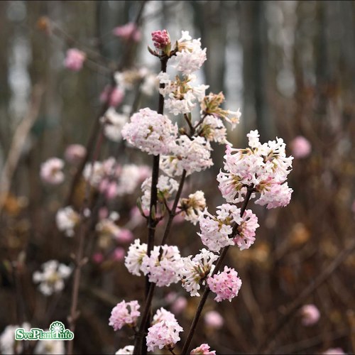 Viburnum  bodnantense Charles Lamont