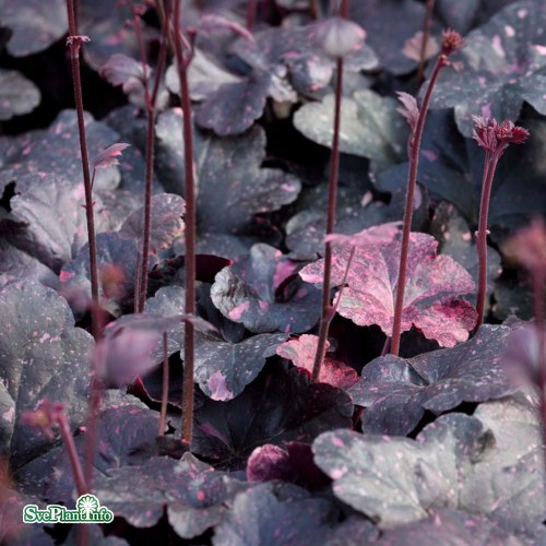 Heuchera Midnight Rose