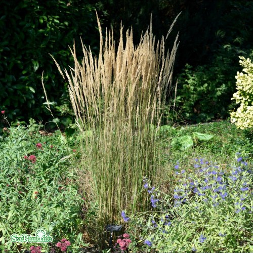 Calamagrostis acutiflora Overdam