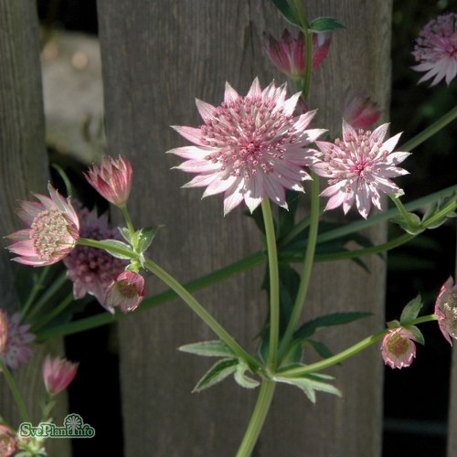 Astrantia major