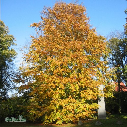 Fagus sylvatica