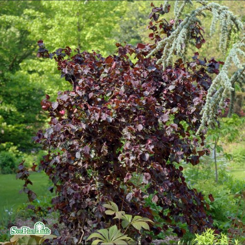 Corylus avellana Red Majestic