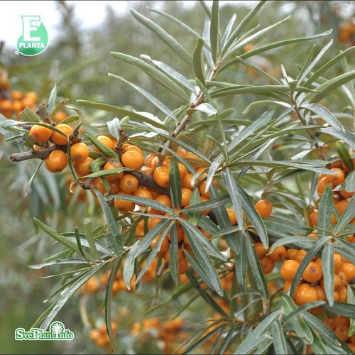 Hippophae rhamnoides LOTTA E