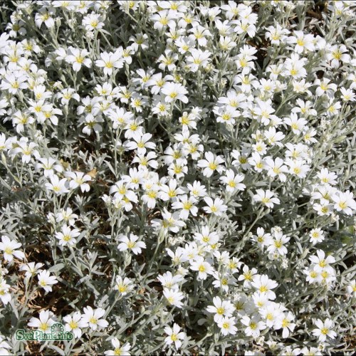 Cerastium tomentosum