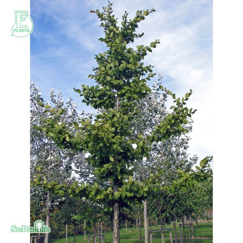 Carpinus betulus FK CARIN E