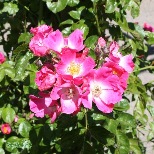 Rosa (Wichurana) American Pillar