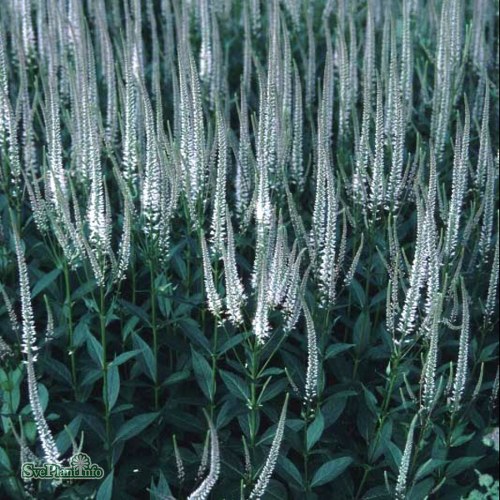Veronicastrum virginicum Album