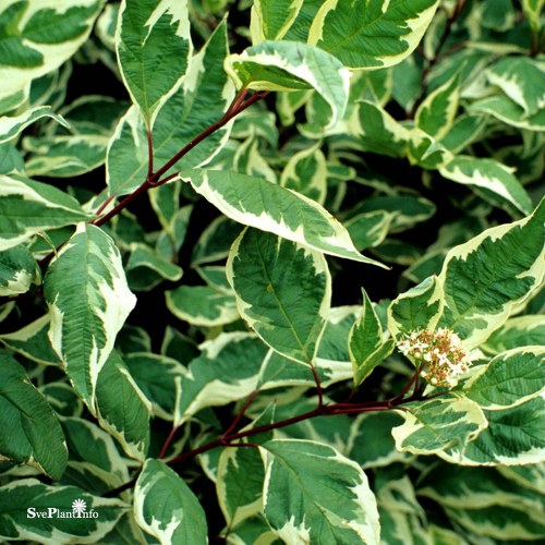 Cornus alba IVORY HALO