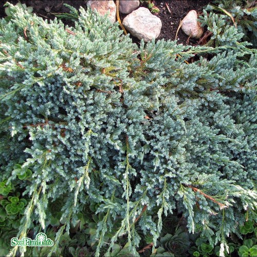 Juniperus squamata Blue Carpet