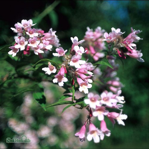 Kolkwitzia amabilis