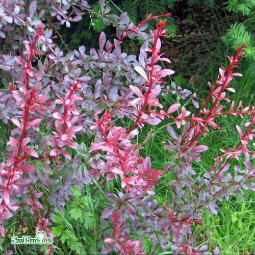 Berberis thunbergii Red Chief