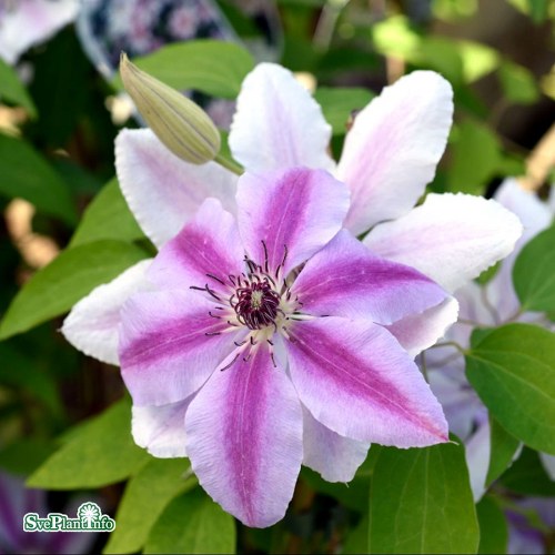 Clematis (TS) Nelly Moser