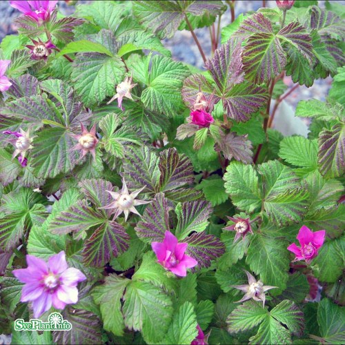 Rubus arcticus ssp.  stellarcticus Sofia