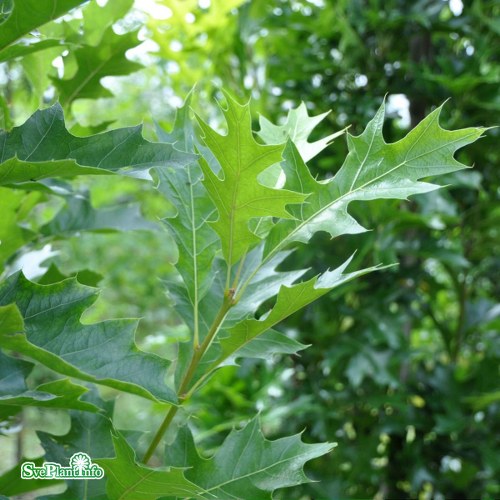 Quercus palustris GREEN PILLAR